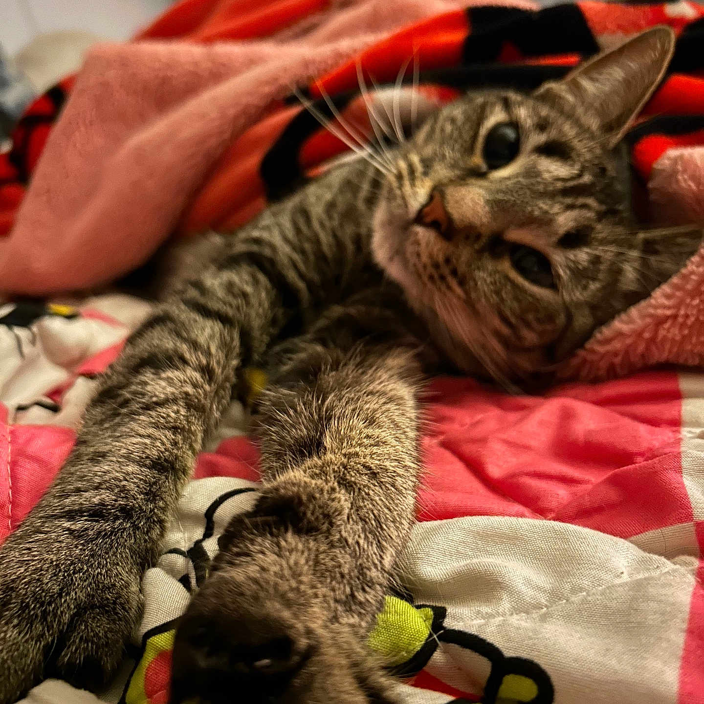 Miso