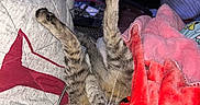 Miso joined the competition — help win amazing prizes! cat, tabby_cat, pet, indoor, blanket, red_blanket, gray_blanket, paw, whiskers, green_eyes, cozy, relaxing, furniture, chair, curious, playful, domestic_animal, close_up, household, resting