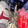 cat, tabby_cat, pet, indoor, blanket, red_blanket, gray_blanket, paw, whiskers, green_eyes, cozy, relaxing, furniture, chair, curious, playful, domestic_animal, close_up, household, resting