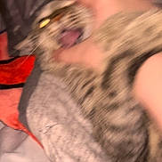 Miso joined the competition — help win amazing prizes! cat, tabby, blur, motion, hand, person, bed, blanket, animal, mouth_open, fur, claw, indoor, flash, eye_reflection, grip, startled, pet, feline, closeup
