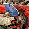 Miso is registered to the contest to win money with this photo: cat, tabby_cat, cone, protective_collar, blanket, bed, resting, indoor, pet, fur, striped, animal, cute, sleepy, cozy, comfort, relaxing, domestic, mammal, feline