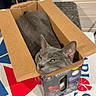 Ace joined the competition — help win amazing prizes! cat, gray_cat, cardboard_box, pizza_box, kitchen, microwave, indoor, pet, feline, cozy, resting, animal, domestic, cute, relaxed, box, countertop, appliance, home, green_eyes