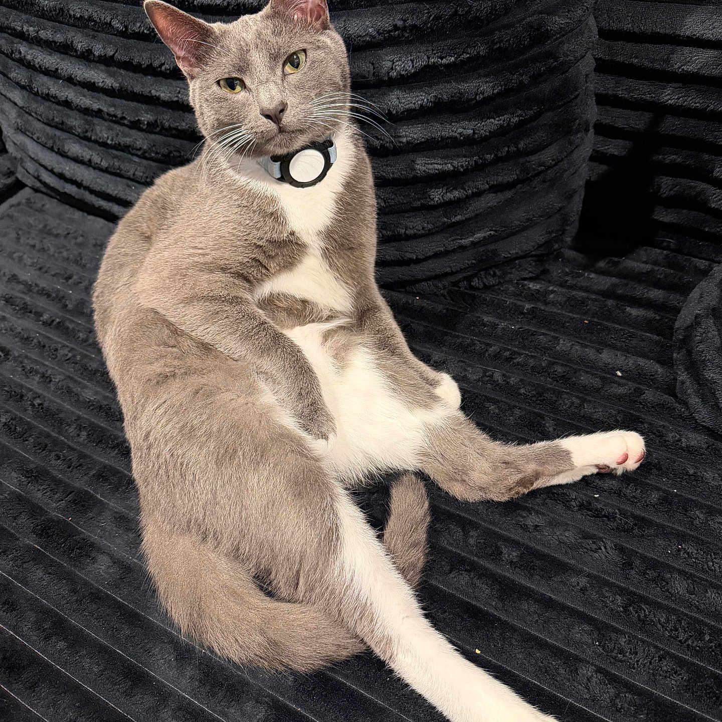 Ace is registered to the contest to win money with this photo: cat, gray_cat, white_cat, pet, collar, indoor, couch, texture, relaxed, seated, feline, whiskers, ears, pose, fur, animal, domestic, looking_at_camera, black_background, cozy