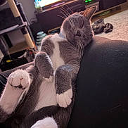 Ace is registered to the contest to win money with this photo: cat, sleeping, gray, white, paw, fur, indoor, living_room, couch, television, furniture, relaxation, cozy, pet, whiskers, resting, closeup, cute, animal, home