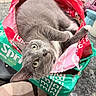Ace is registered to the contest to win money with this photo: cat, gray_cat, green_eyes, box, cardboard_box, soda_packaging, kitchen_counter, curious, pet, indoor, playful, close_up, whiskers, fur, domestic_cat, looking_up, relaxed, tear, household, container
