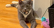 Ace is registered to the contest to win money with this photo: cat, gray_cat, white_paws, indoor, wooden_floor, pet_toy, feather_toy, relaxed, animal, feline, looking_at_camera, floor, home, domestic_cat, resting, playful, collar, curious, paw, cute