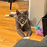 cat, gray_cat, white_paws, indoor, wooden_floor, pet_toy, feather_toy, relaxed, animal, feline, looking_at_camera, floor, home, domestic_cat, resting, playful, collar, curious, paw, cute