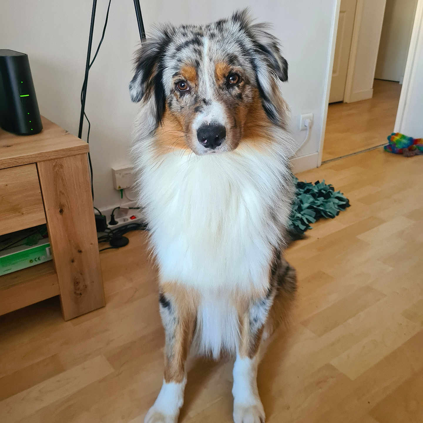 United a rejoint le concours — aidez-le/la à gagner de superbes lots ! accessories, animal, architecture, building, canine, collie, dog, drawer, electronics, furniture, hardwood, indoors, interiordesign, livingroom, pet, plywood, room, speaker, strap, wood