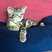 Bullet is registered to the contest to win money with this photo: kitten, tabby, cat, feline, animal, pet, resting, relaxed, cozy, blanket, blue, red, fur, whiskers, cute, young, indoor, paw, ears, sleepy