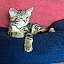 kitten, tabby, cat, feline, animal, pet, resting, relaxed, cozy, blanket, blue, red, fur, whiskers, cute, young, indoor, paw, ears, sleepy