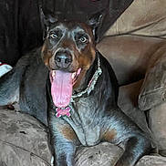 Lexi joined the competition — help win amazing prizes! dog, doberman, pet, tongue_out, collar, couch, indoor, relaxed, happy, brown, fur, animal, canine, sitting, comfortable, home, mammal, looking, resting, domestic