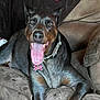 dog, doberman, pet, tongue_out, collar, couch, indoor, relaxed, happy, brown, fur, animal, canine, sitting, comfortable, home, mammal, looking, resting, domestic