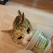 Addy participe au concours pour gagner de l'argent avec cette photo : animal, cat, closeup, container, curious, cute, dairy, domestic, ears, feline, floor, food, hand, holding, indoor, licking, pet, playful, snack, whiskers