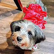 Daisy is registered to the contest to win money with this photo: dog, small_dog, pet, puppy, red_dress, clothing, wooden_floor, floor, looking_up, big_eyes, black_nose, fur, scruffy, cute, indoor, portrait, chair_leg, collar, whiskers, adorable