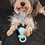 Daisy is registered to the contest to win money with this photo: dog, pet, small_dog, toy_pacifier, paws, fur, close_up, black_blanket, bed, indoor, looking_up, cute, whiskers, nose, eyes, portrait, relaxed, playing, scruffy, mouth