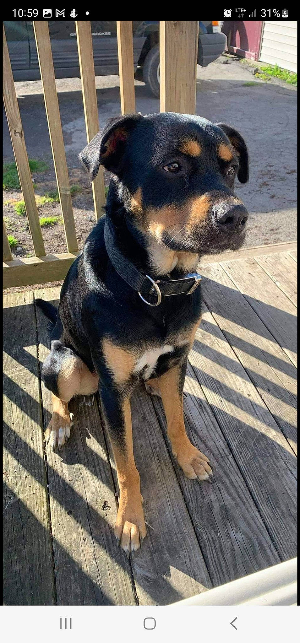 Scrappy-doo is registered to the contest to win money with this photo: carnivore, collar, companion_dog, dog, dog_breed, dog_collar, dog_supply, fawn, guard_dog, hunting_dog, pet_supply, plant, rottweiler, snout, sporting_group, terrestrial_animal, whiskers, working_animal, working_dog