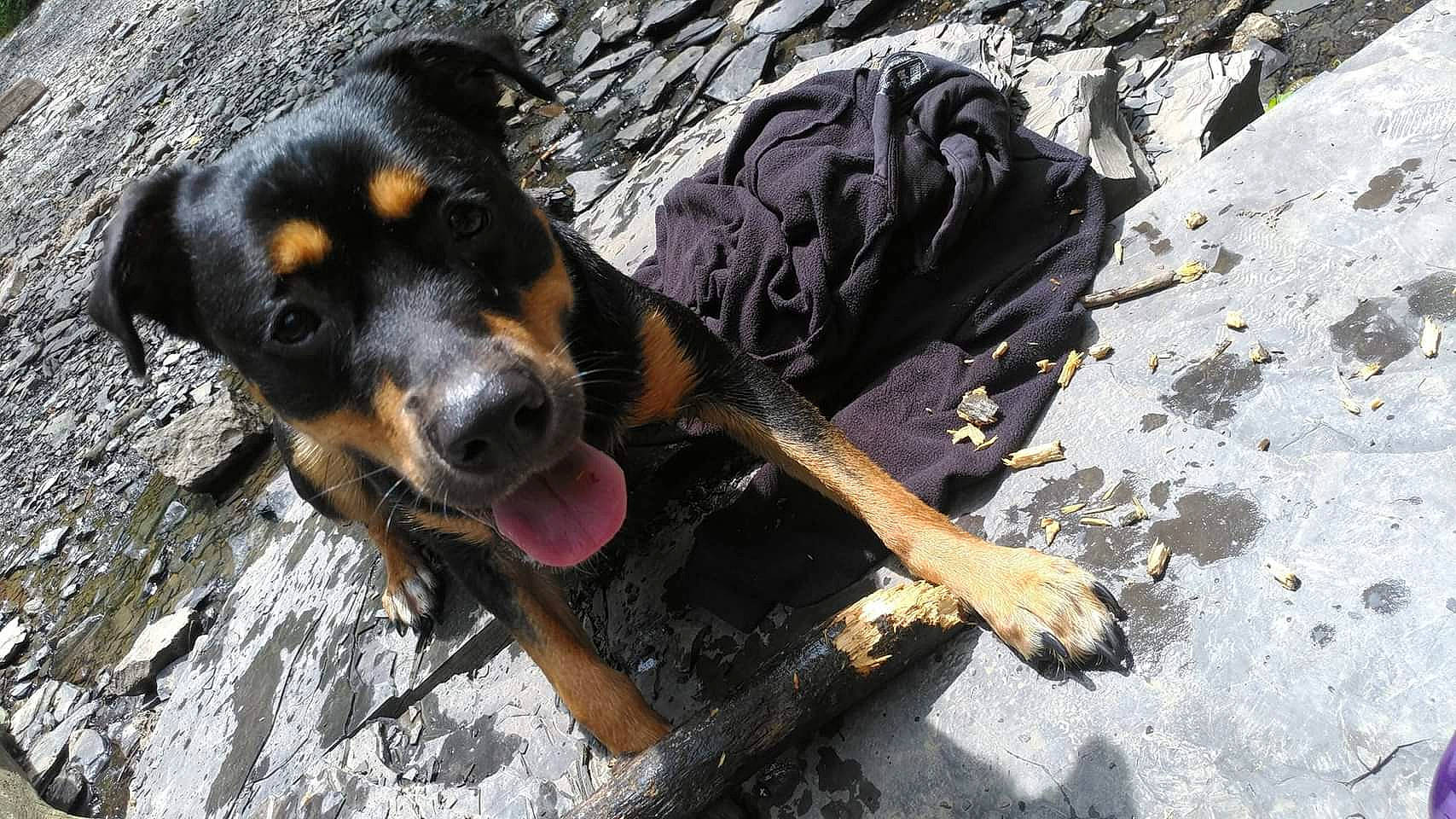 Scrappy-doo is registered to the contest to win money with this photo: canidae, carnivore, companion_dog, dog, dog_breed, dog_supply, guard_dog, hound, hunting_dog, snout, sporting_group, working_animal, working_dog