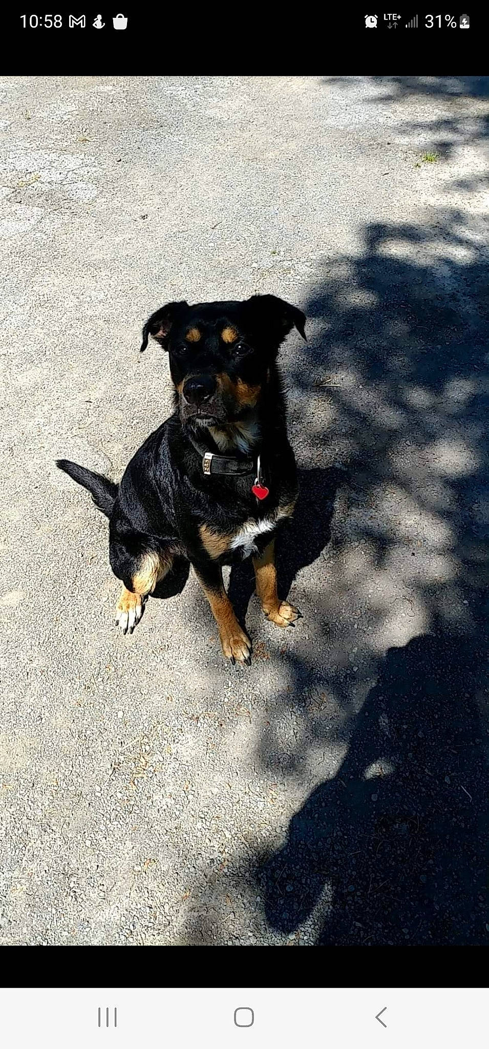 Scrappy-doo is registered to the contest to win money with this photo: asphalt, canidae, carnivore, companion_dog, dog, dog_breed, guard_dog, paw, puppy, road_surface, shadow, snout, sporting_group, toy_dog, working_animal, working_dog