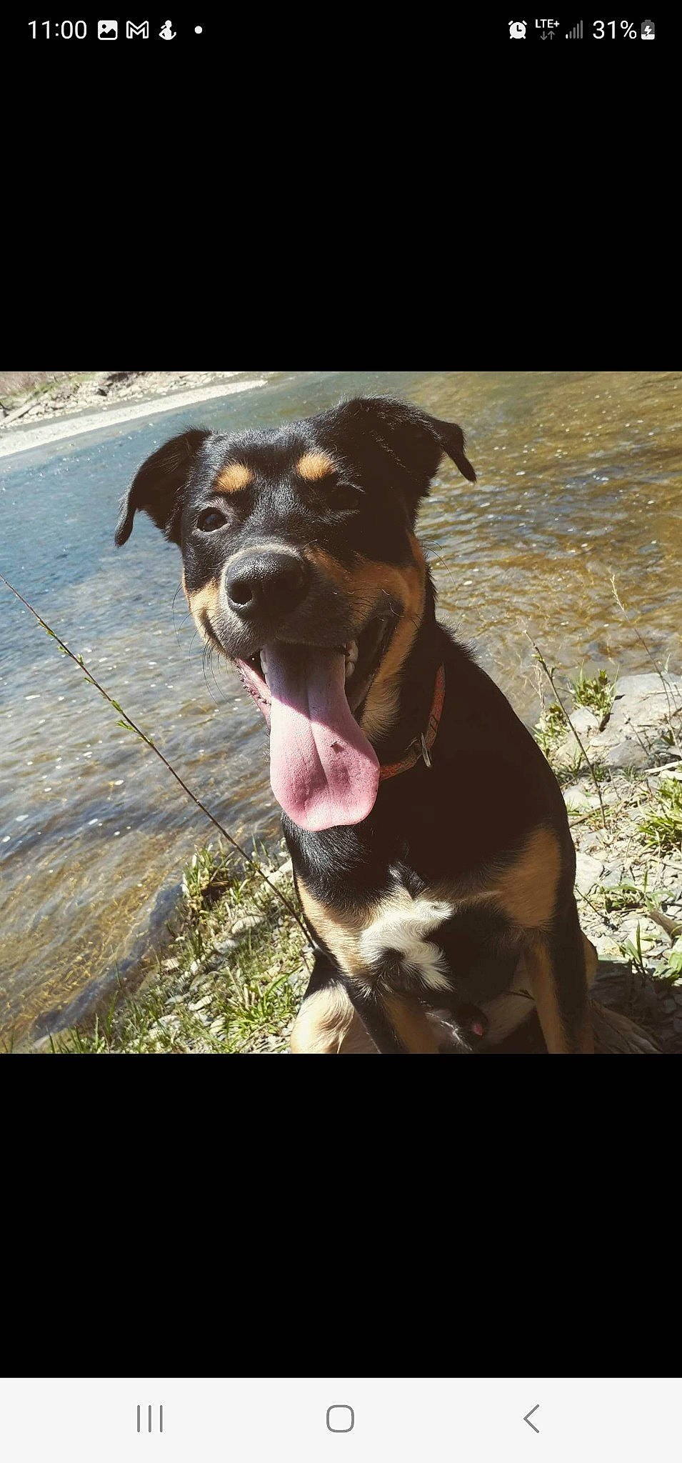 Scrappy-doo is registered to the contest to win money with this photo: canidae, carnivore, collar, companion_dog, dog, dog_breed, dog_collar, grass, guard_dog, happy, hunting_dog, leash, liver, pet_supply, plant, snout, water, whiskers, working_animal, working_dog