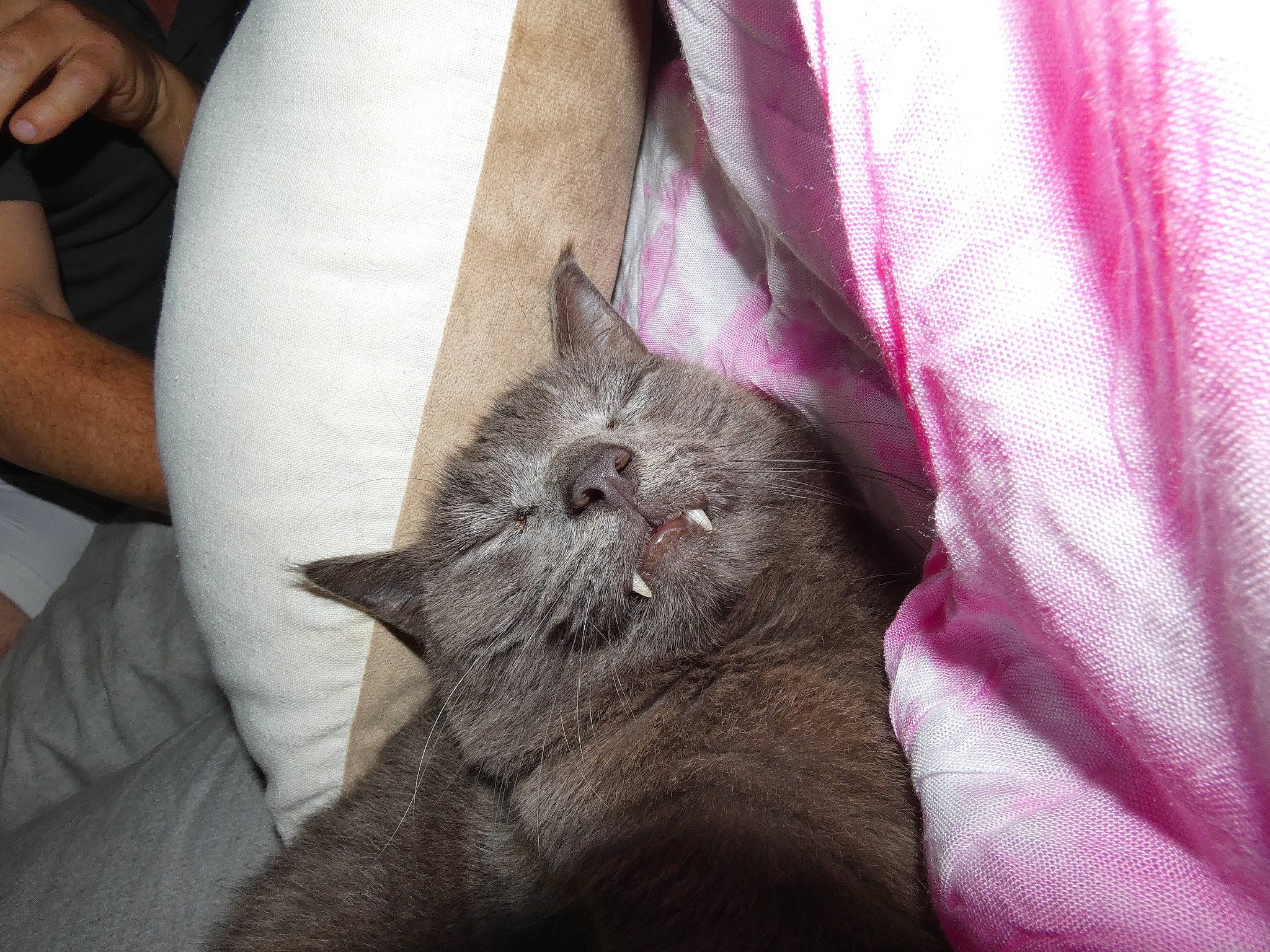 Fang joined the competition — help win amazing prizes! canidae, carnivore, cat, comfort, companion_dog, dog_breed, domestic_short_haired_cat, fawn, felidae, fur, gesture, grey, human_leg, linens, russian_blue, small_to_medium_sized_cats, snout, thigh, whiskers, wrinkle