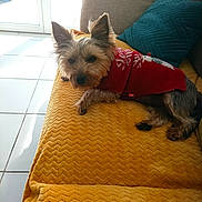 Chanel a rejoint le concours — aidez-le/la à gagner de superbes lots ! animal, canine, couch, cozy, dog, furniture, glass_door, home, indoor, natural_light, pet, pillow, red_sweater, relaxed, resting, small_dog, sweater, tile_floor, window, yellow_blanket