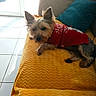 animal, canine, couch, cozy, dog, furniture, glass_door, home, indoor, natural_light, pet, pillow, red_sweater, relaxed, resting, small_dog, sweater, tile_floor, window, yellow_blanket