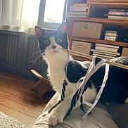 Lino a rejoint le concours — aidez-le/la à gagner de superbes lots ! cat, black_and_white, pet, animal, portrait, sitting, wide_eyed, whiskers, ears, paws, ribbon, harness, cushion, sofa, indoors, living_room, bookshelf, books, window, sunlight