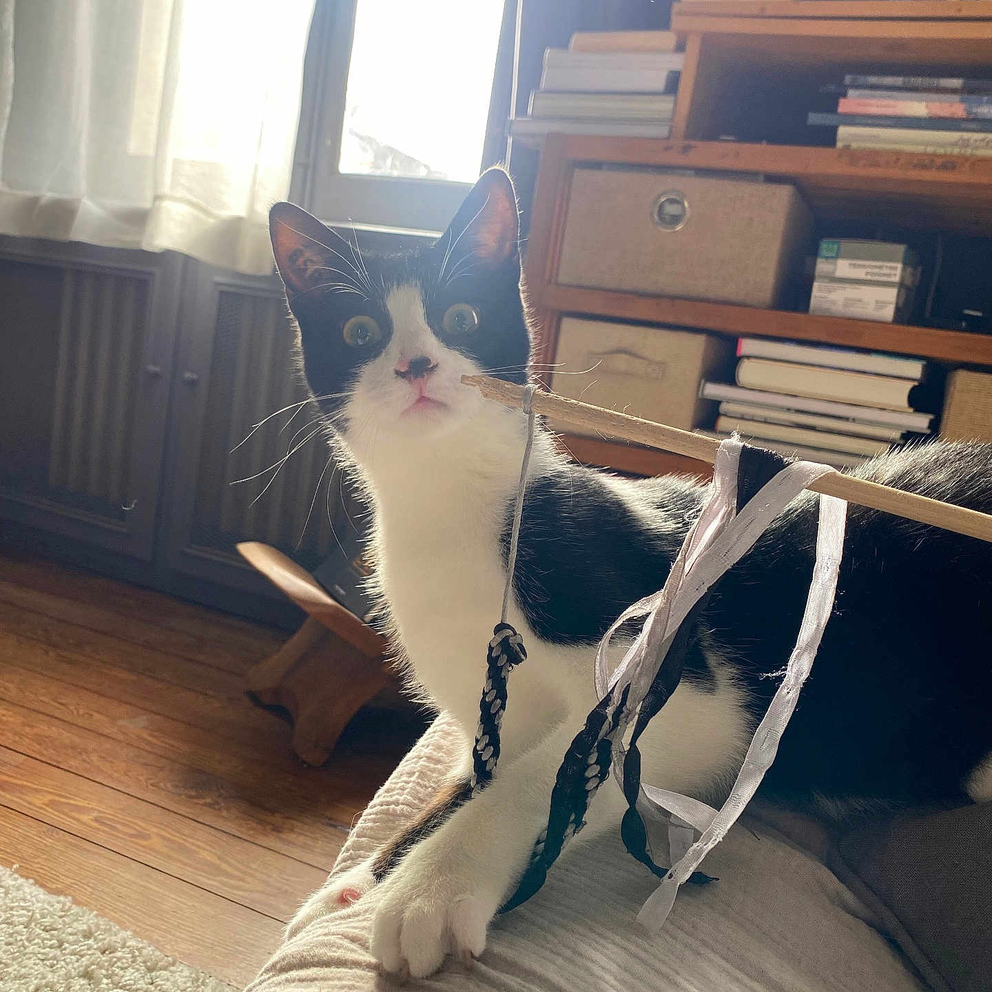 Lino a rejoint le concours — aidez-le/la à gagner de superbes lots ! cat, black_and_white, pet, animal, portrait, sitting, wide_eyed, whiskers, ears, paws, ribbon, harness, cushion, sofa, indoors, living_room, bookshelf, books, window, sunlight