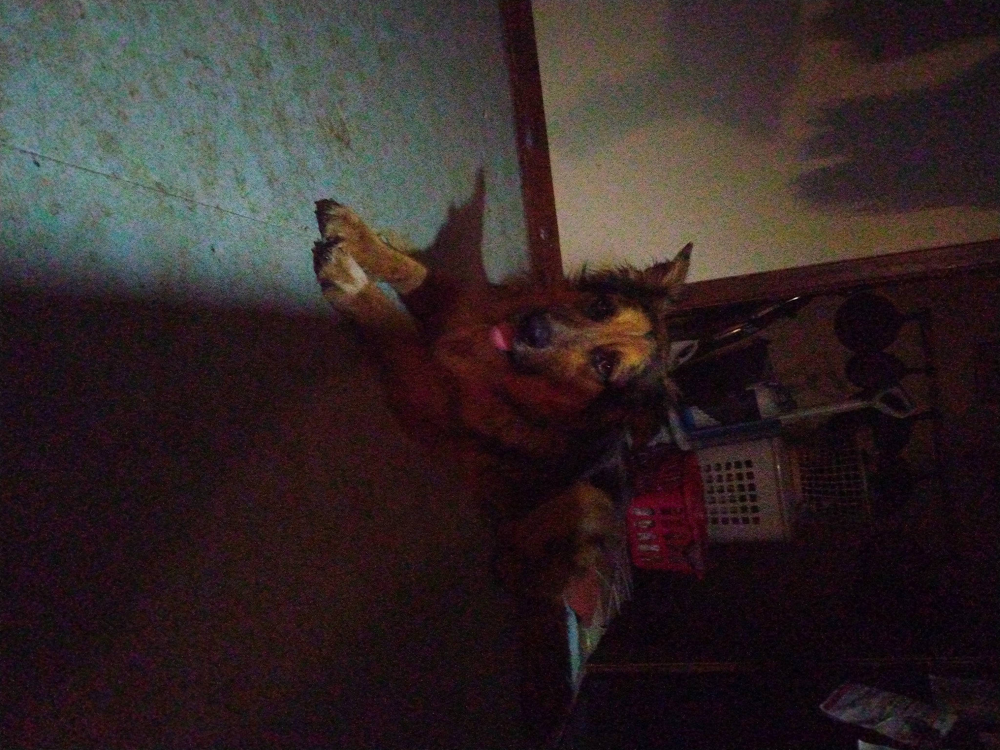 Toby joined the competition — help win amazing prizes! art, canidae, ceiling, fawn, felidae, fiction, fictional_character, flesh, fur, room, tail, visual_arts, whiskers, wood