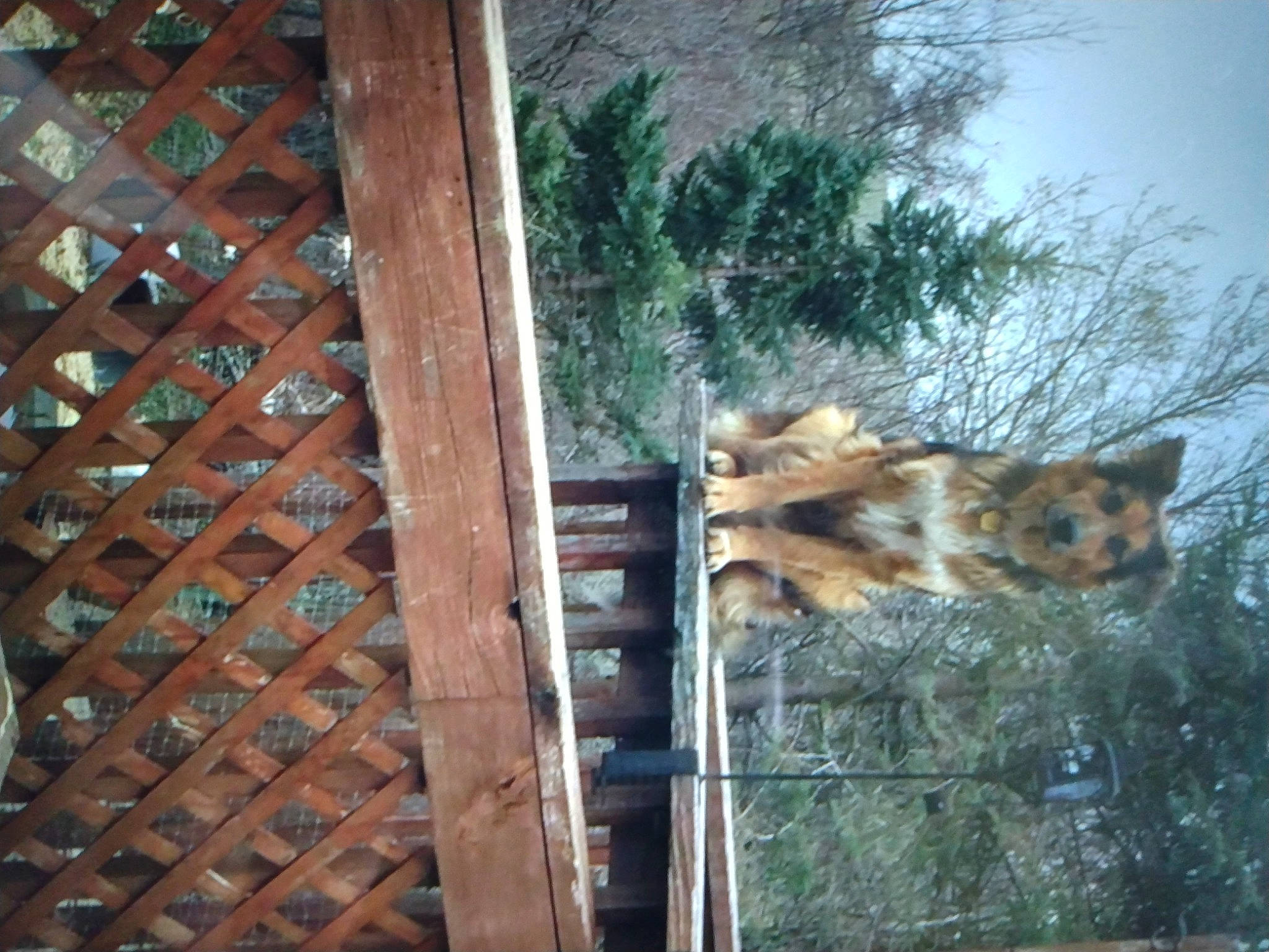 Toby is registered to the contest to win money with this photo: big_cats, carnivore, cheetah, facade, fawn, felidae, house, leopard, plant, small_to_medium_sized_cats, snout, snow_leopard, tail, terrestrial_animal, tree, trunk, whiskers, wildlife, window, wood