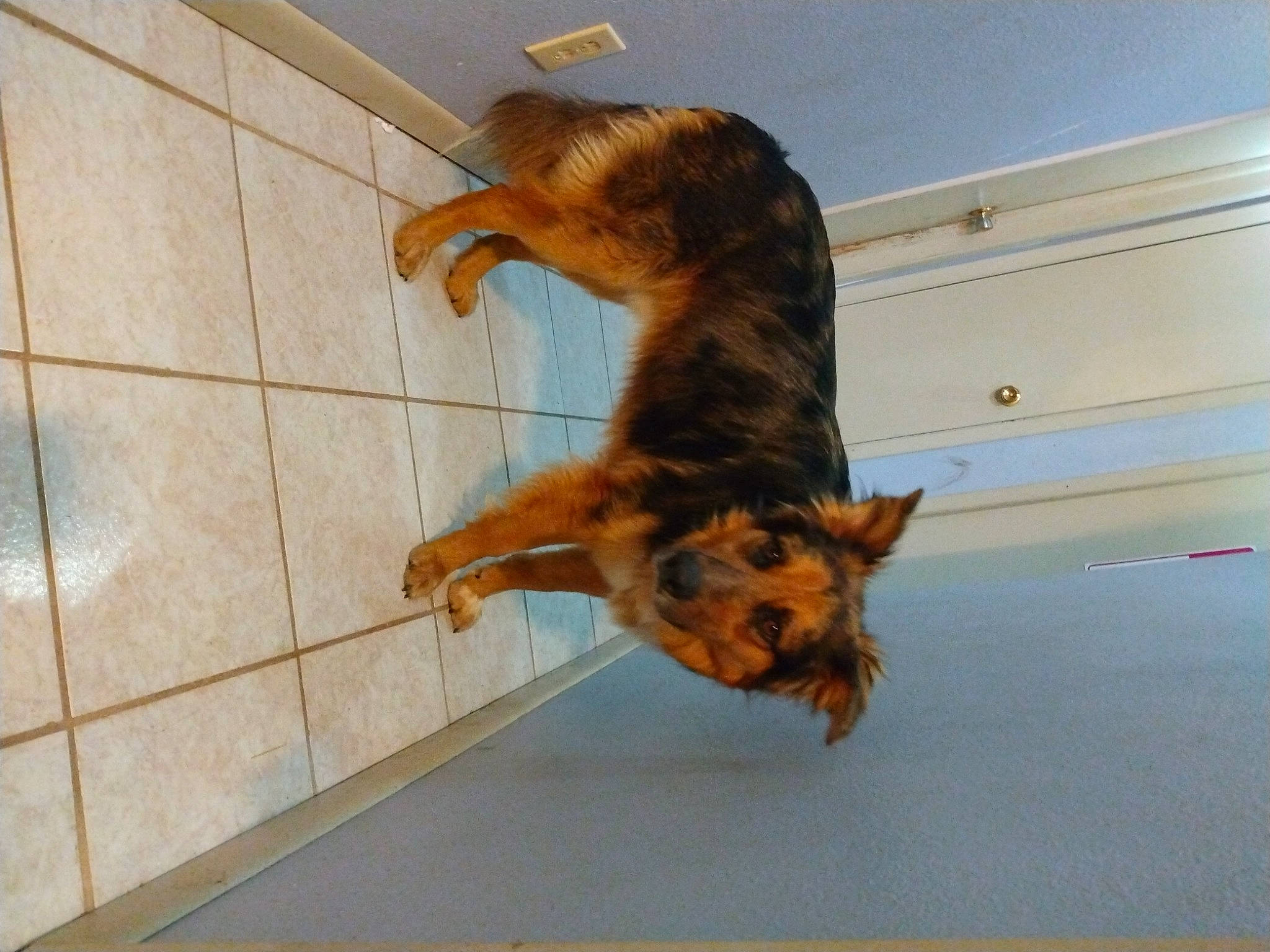 Toby is registered to the contest to win money with this photo: carnivore, cat, claw, companion_dog, dog_breed, domestic_short_haired_cat, fawn, felidae, floor, flooring, fur, hardwood, paw, small_to_medium_sized_cats, sporting_group, tail, terrestrial_animal, whiskers, window, wood