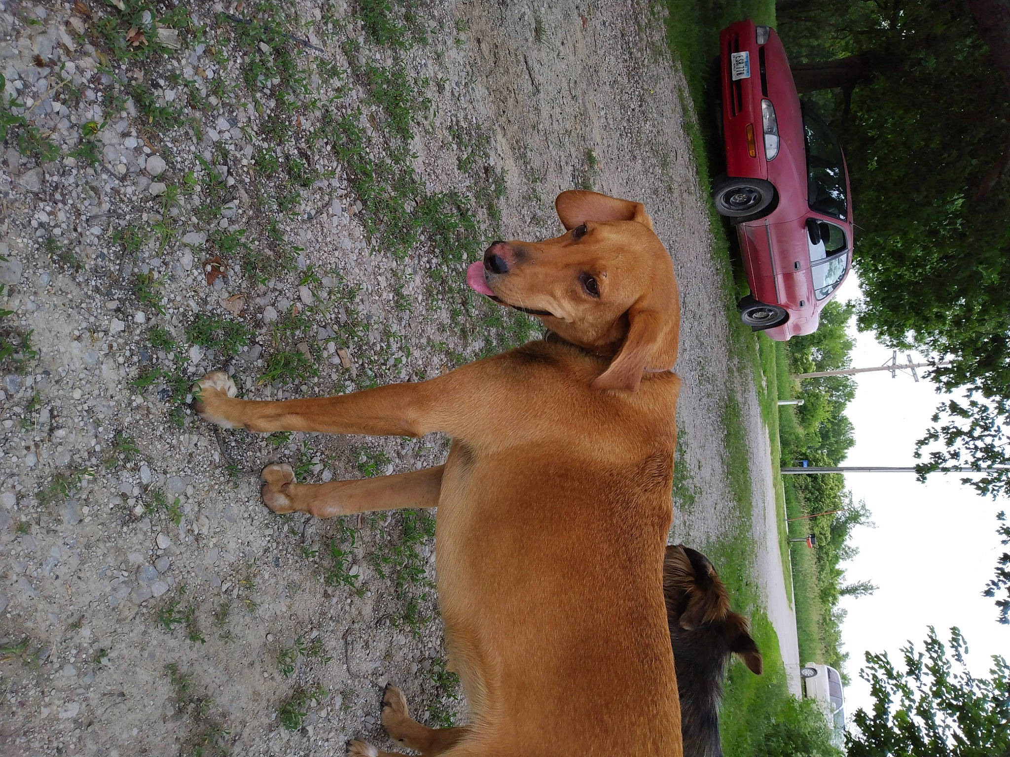 Lola is registered to the contest to win money with this photo: canidae, car, carnivore, companion_dog, dog, dog_breed, fawn, grass, guard_dog, hunting_dog, paw, plant, sporting_group, street_dog, tail, tree, vehicle, wood, working_animal, working_dog