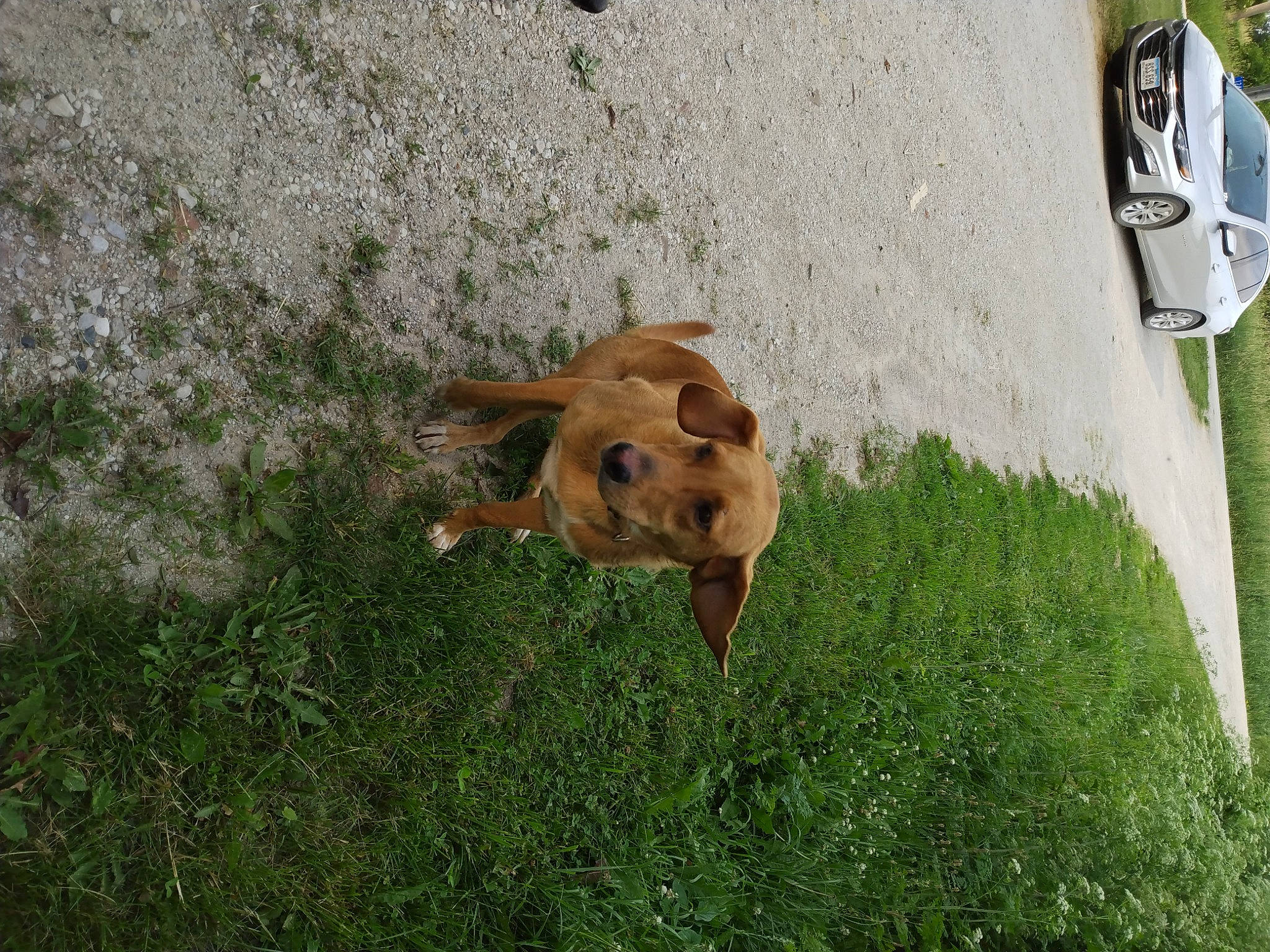 Lola joined the competition — help win amazing prizes! asphalt, automotive_tire, car, carnivore, companion_dog, dog, dog_breed, fawn, grass, groundcover, hood, plant, snout, soil, tail, terrestrial_animal, toy, vehicle, vehicle_door, working_animal