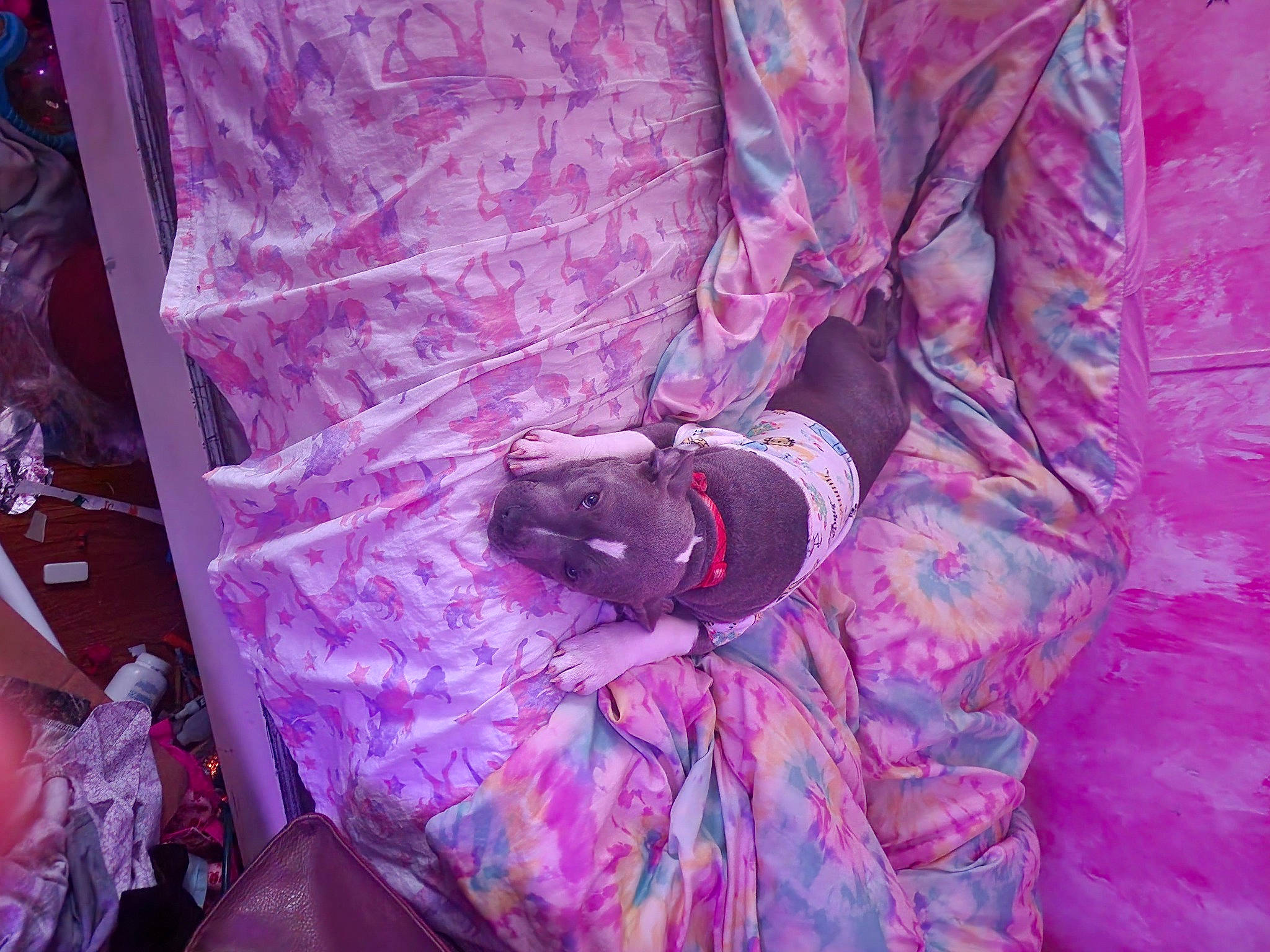 Bailey is registered to the contest to win money with this photo: child, costume, entertainment, event, flesh, fun, magenta, organism, pattern, pink, public_event, purple, room, textile, tradition, tree, violet, visual_arts