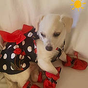 Lina is registered to the contest to win money with this photo: accessories, animal, booties, clothing, cute, decorative, dog, dress, indoor, pet, playful, polka_dot, puppy, red_booties, red_bow, sitting, small_dog, soft_surface, sun_drawing, white_dog