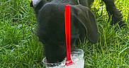 Ollie is registered to the contest to win money with this photo: puppy, dog, black_dog, grass, greenery, plastic_cup, red_spoon, outdoor, sunlight, pet, animal, young_dog, licking, nature, summer, playful, cute, canine, floppy_ears, closeup