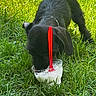 puppy, dog, black_dog, grass, greenery, plastic_cup, red_spoon, outdoor, sunlight, pet, animal, young_dog, licking, nature, summer, playful, cute, canine, floppy_ears, closeup