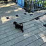 Ollie joined the competition — help win amazing prizes! dog, leash, dock, water, shadow, sunlight, outdoor, wooden_planks, reflection, pet, animal, daylight, cautious, black_dog, metal_rail, walk, nature, river, exploration, canine