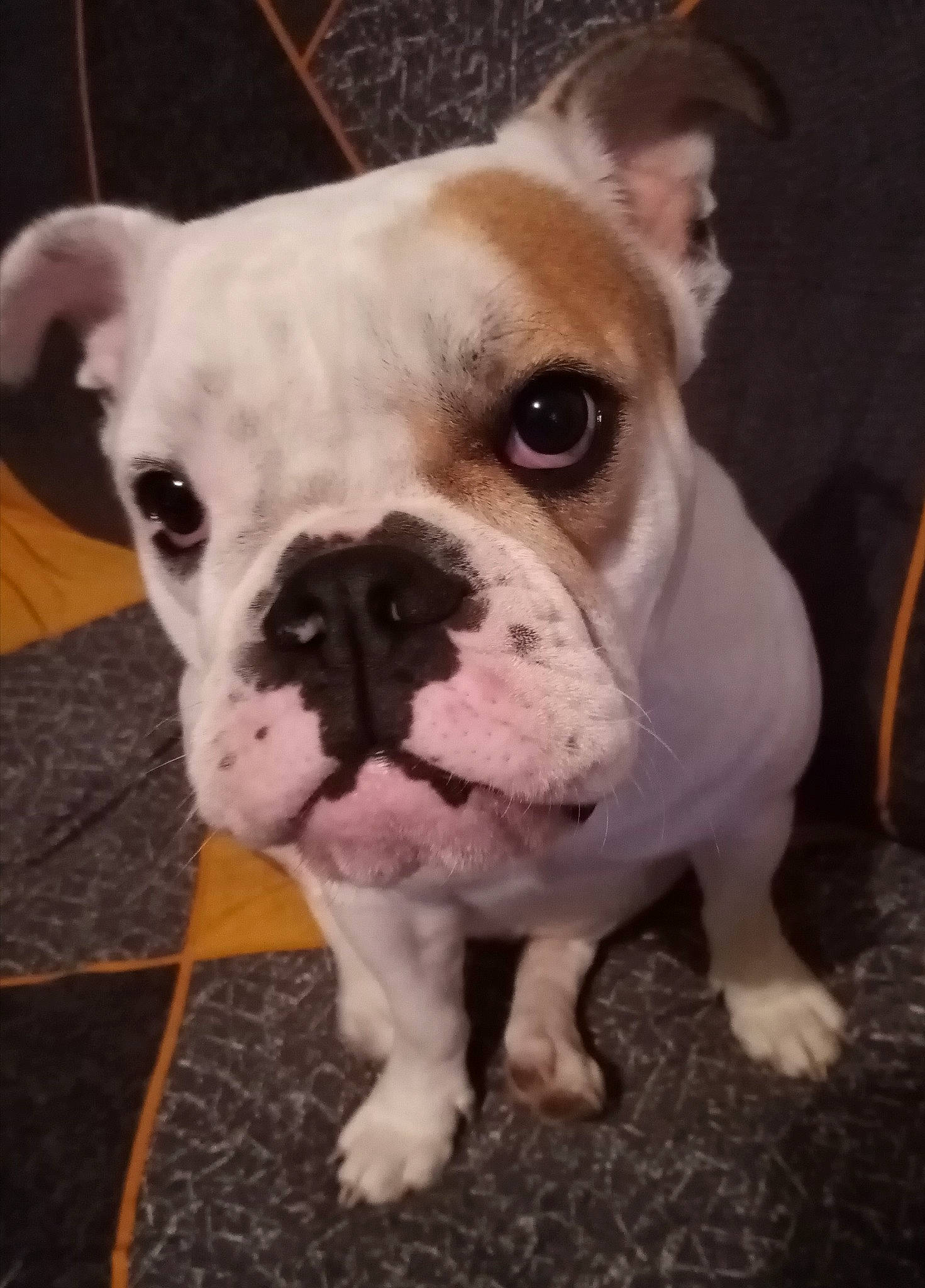 Plume a rejoint le concours — aidez-le/la à gagner de superbes lots ! australian_bulldog, british_bulldogs, bulldog, canidae, carnivore, companion_dog, dog, dog_breed, fawn, mammal, non_sporting_group, nose, old_english_bulldog, puppy, skin, snout, toy_bulldog, valley_bulldog, vertebrate, white_english_bulldog