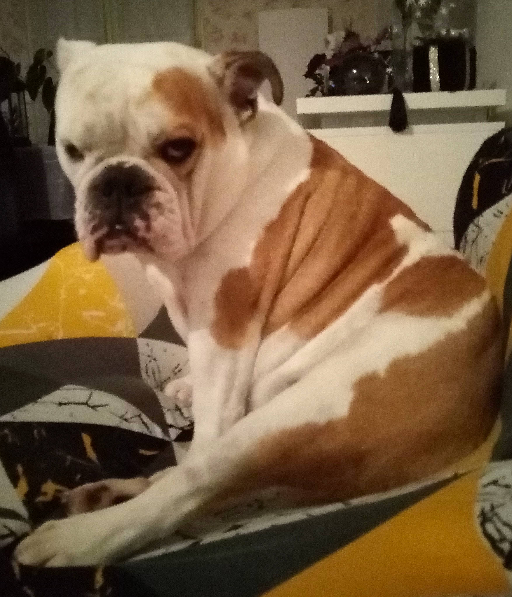 Plume a rejoint le concours — aidez-le/la à gagner de superbes lots ! bulldog, cabinetry, canidae, carnivore, comfort, companion_dog, dog, dog_breed, fawn, fur, kitchen_appliance, snout, sporting_group, tap, terrestrial_animal, toy_dog, whiskers, white_english_bulldog, working_animal, wrinkle