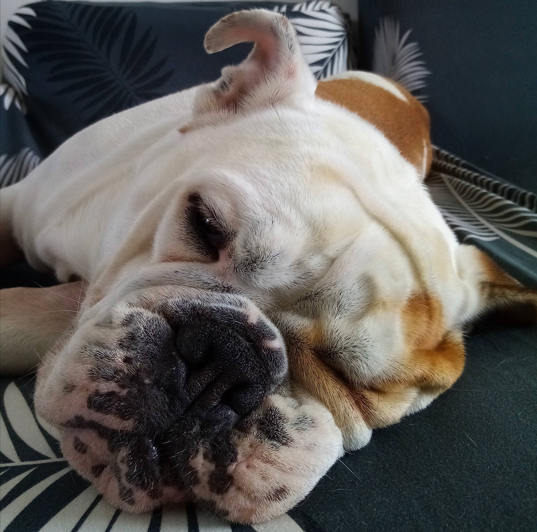 Plume a rejoint le concours — aidez-le/la à gagner de superbes lots ! bored, bulldog, canidae, carnivore, comfort, companion_dog, dog, dog_breed, fawn, fur, molosser, non_sporting_group, paw, snout, sporting_group, terrestrial_animal, whiskers, working_animal, working_dog, wrinkle