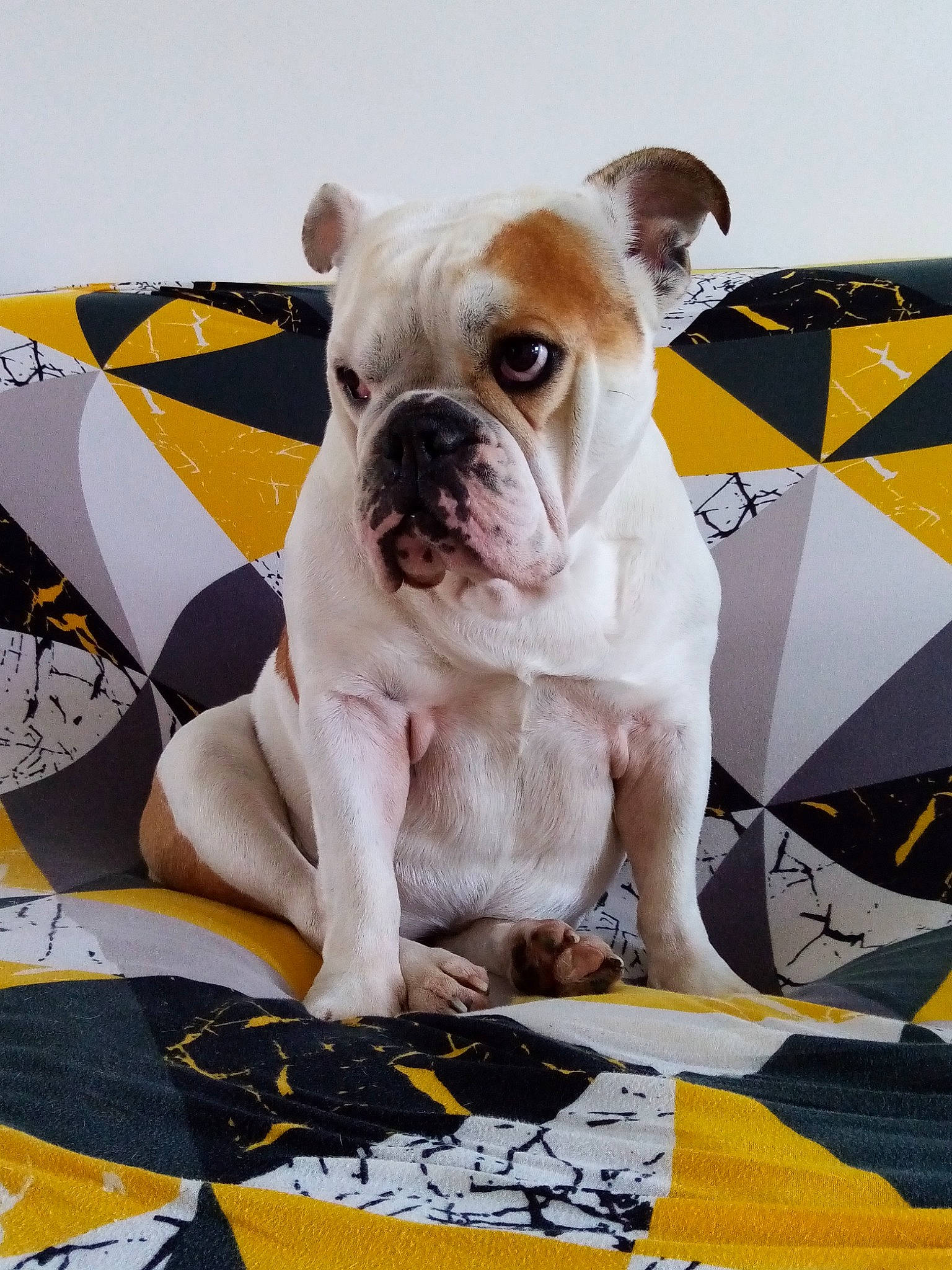Plume participe au concours pour gagner de l'argent avec cette photo : bulldog, canidae, carnivore, companion_dog, dog, dog_breed, fawn, grass, non_sporting_group, snout, sporting_group, terrestrial_animal, toy_dog, working_animal, wrinkle, yellow