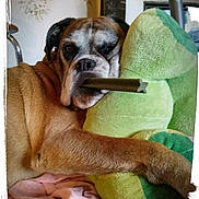 Fiesta participe au concours pour gagner de l'argent avec cette photo : ancient_dog_breeds, australian_bulldog, boxer, british_bulldogs, bulldog, canidae, carnivore, companion_dog, dog, dog_breed, mammal, non_sporting_group, old_english_bulldog, olde_english_bulldogge, puppy, puppy_love, renascence_bulldogge, snout, toy_bulldog, white_english_bulldog