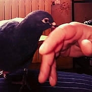 Hope a rejoint le concours — aidez-le/la à gagner de superbes lots ! beak, bird, black, blackbird, cloud, finger, foot, hand, leg, love, neck, pigeons_and_doves, rock_dove, sky, wing