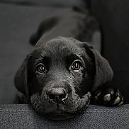 Ugur a rejoint le concours — aidez-le/la à gagner de superbes lots ! animal, architecture, armchair, beagle, building, bulldog, canine, chair, cockerspaniel, couch, dog, furniture, hound, labradorretriever, pet, pitbull, pointer, pug, puppy, snout
