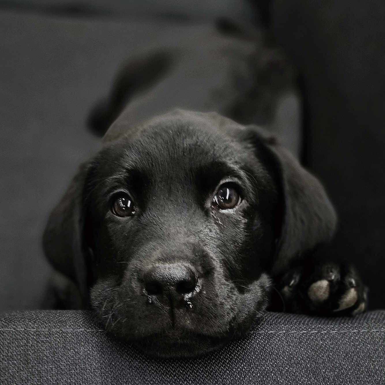 Ugur a rejoint le concours — aidez-le/la à gagner de superbes lots ! animal, architecture, armchair, beagle, building, bulldog, canine, chair, cockerspaniel, couch, dog, furniture, hound, labradorretriever, pet, pitbull, pointer, pug, puppy, snout