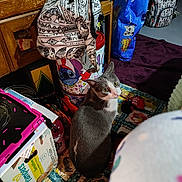 Jackson is registered to the contest to win money with this photo: cat, gray_cat, white_cat, indoor, quilted_mat, backpack, cat_food_bag, pampers_box, clutter, household_items, floor, curious, pet, looking_up, feline, domestic_animal, container, plastic_bottle, purple_rug, colorful