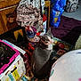 cat, gray_cat, white_cat, indoor, quilted_mat, backpack, cat_food_bag, pampers_box, clutter, household_items, floor, curious, pet, looking_up, feline, domestic_animal, container, plastic_bottle, purple_rug, colorful