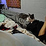 cat, blanket, bed, cinderblock_wall, tapestry, phone, human_arm, human_foot, indoor, gray_cat, white_cat, fabric, cozy, resting, animal, furniture, textile, pattern, relaxation, casual