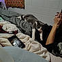 Jackson joined the competition — help win amazing prizes! cat, bed, blanket, person, arm, hand, phone, gray_cat, white_cat, feline, indoor, brick_wall, fabric, colorful, cozy, resting, cluttered, casual, relaxed, domestic
